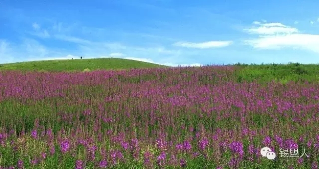 盛夏草原上那片迷人的紫色柳兰花海