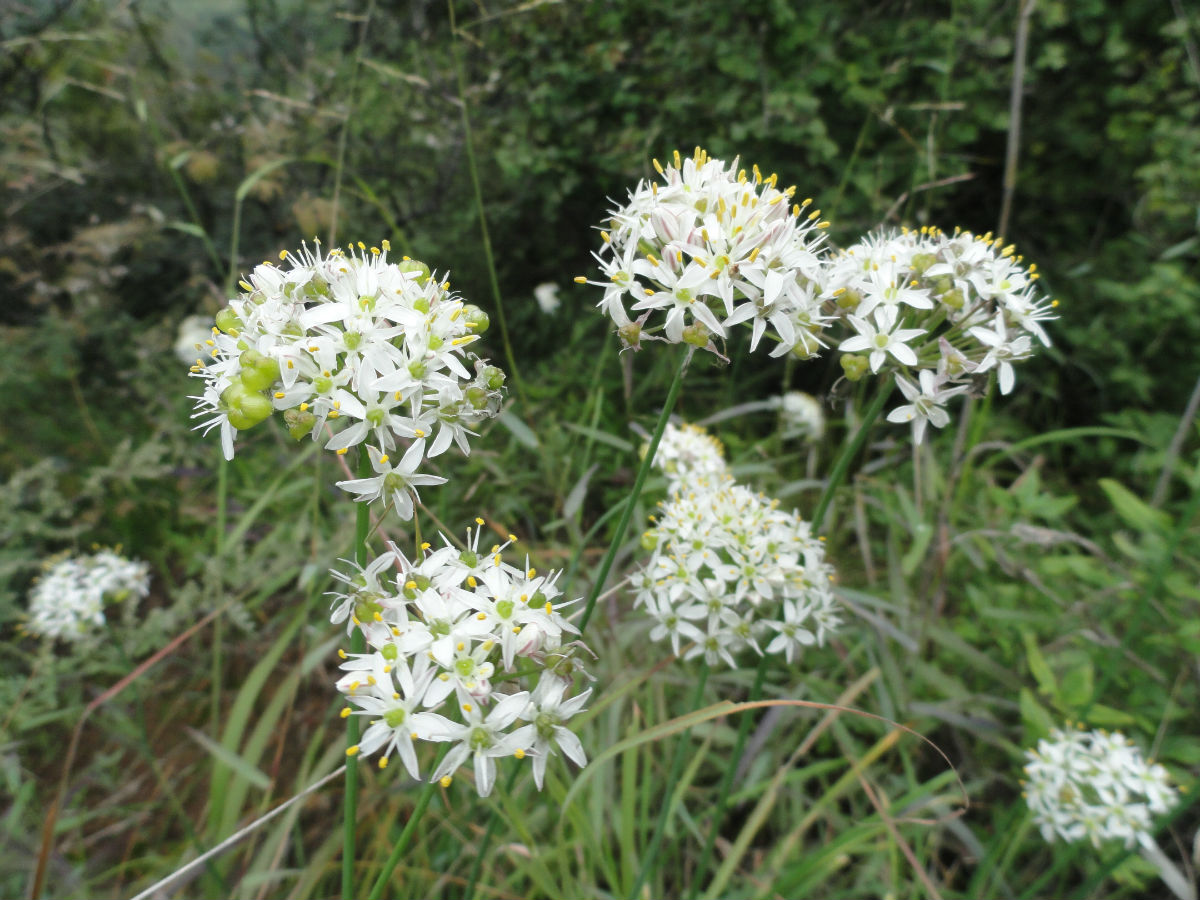 野韭菜花